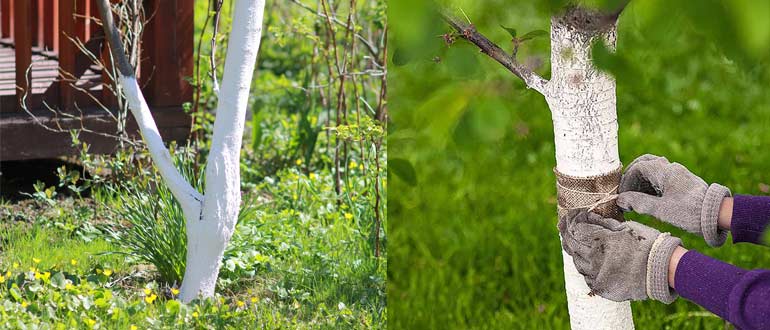 побелка дерева