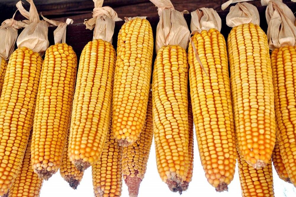 Сушка кукурузы целиком Початки кукурузы сушатся