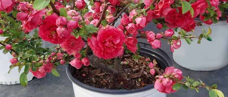 подготовка саженцев