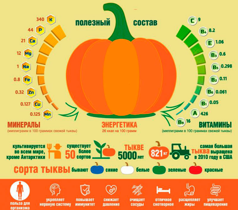 Полезные свойства тыквы Свойства тыквы