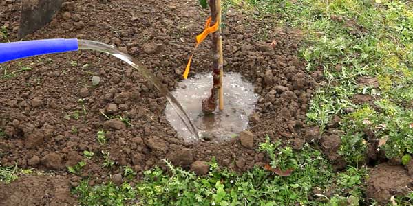 полив саженца