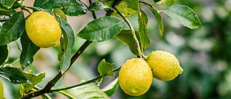 поливка лимона