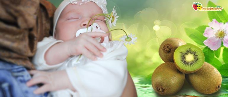 Польза актинидии китайской