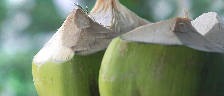 польза кокоса