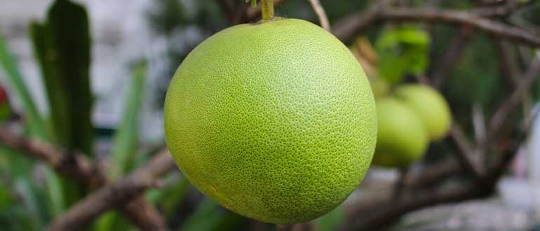 Фрукты Вьетнама - описание и фото тропической экзотики