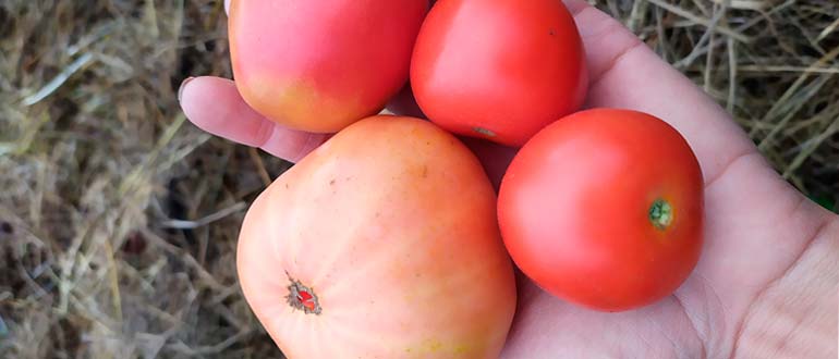 помидоры для женщин