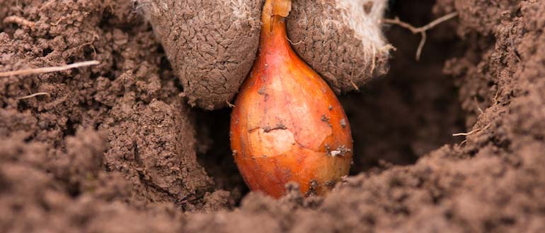 посадка и уход за луком