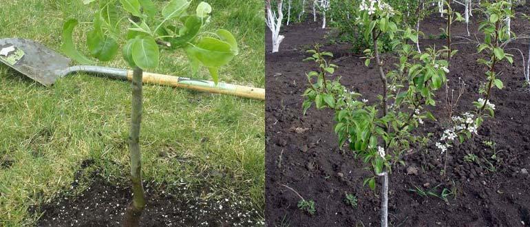 посадка и уход