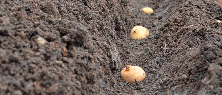 посадка картошки