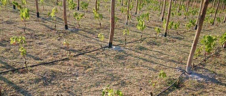 посадка виноградных саженцев