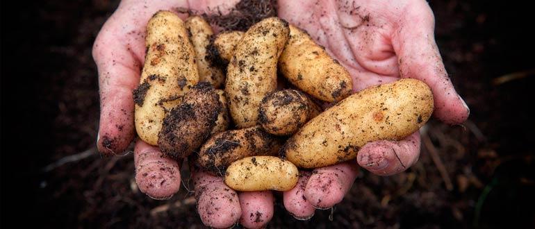 польза пасленовых