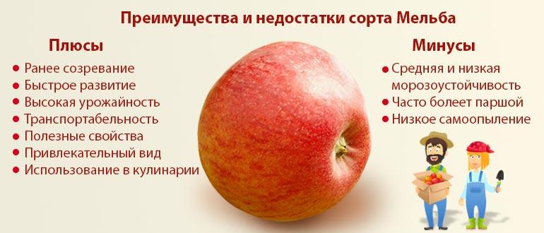 Преимущества мельбы