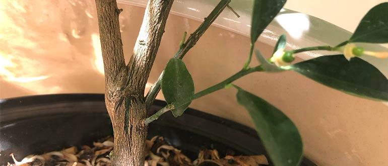 прививка цитрофортунеллы