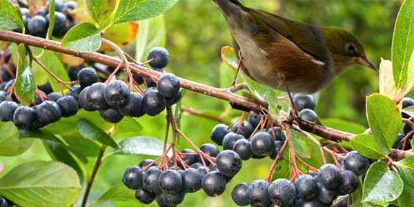 Черноплодная рябина, польза и вред для здоровья, что лечит ягода
