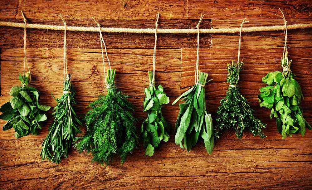 Сушка зелени пучками Пучки зелени висят на веревках