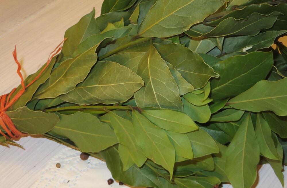 Лавровые ветки, связанные веревкой Пучок из лавровых веток