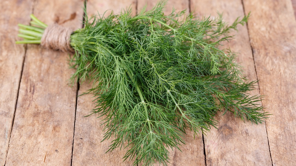 Сушка укропа пучками Пучок свежего укропа