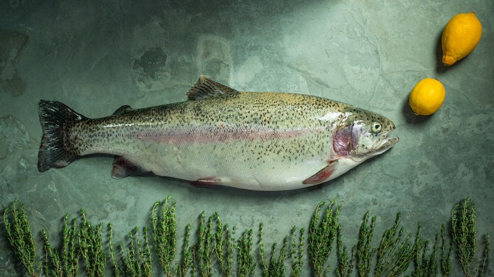 Как выглядит океаническая радужная форель Радужная форель океаническая
