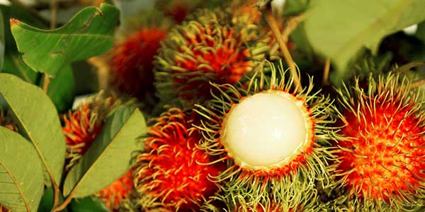 рамбутан-растёт