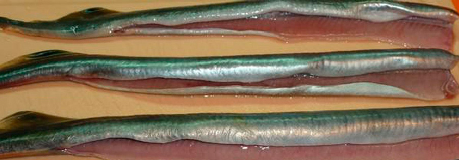 Разделка рыбы сарган Разделка рыбы