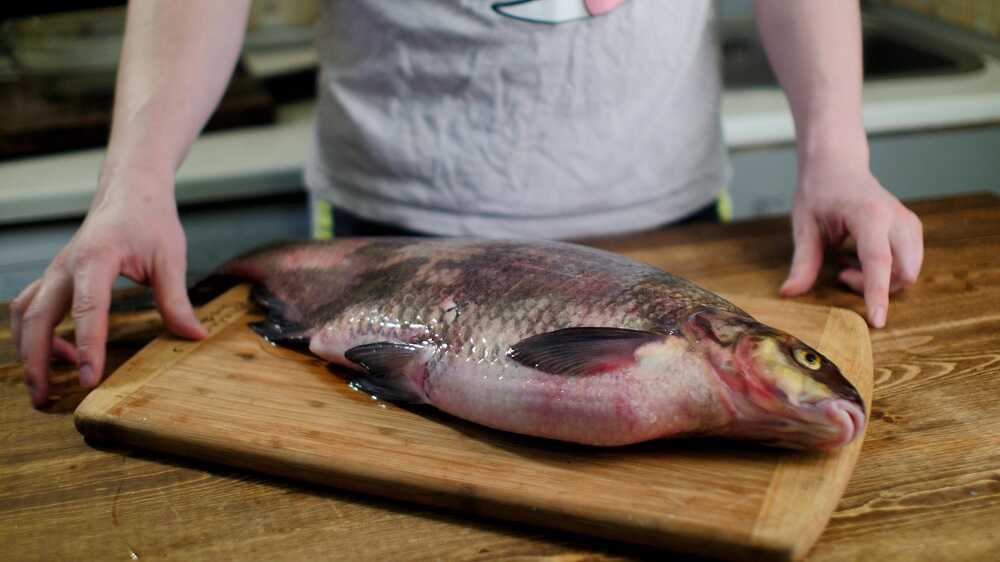 Свежая рыба для разделки Подготовка рыбы к разделке