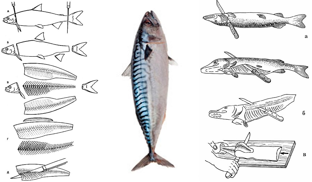 Способы раздели скумбрии Разделка скумбрии дома