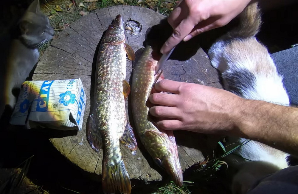 Разделка свежей щуки перед засолкой Разделка свежей щуки