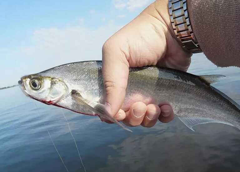 Внешний вид и размеры чехони Внешний вид чехони
