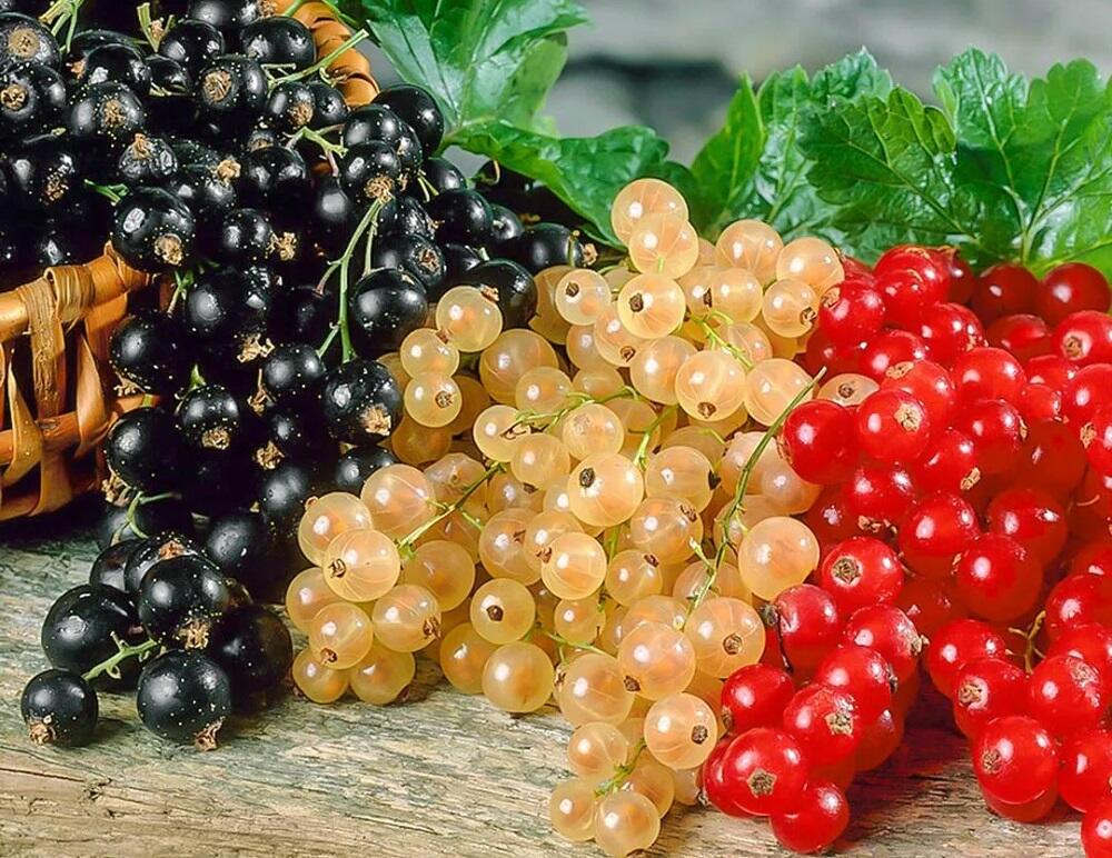 Ветки черной, белой и красной смородины Разные виды смородины