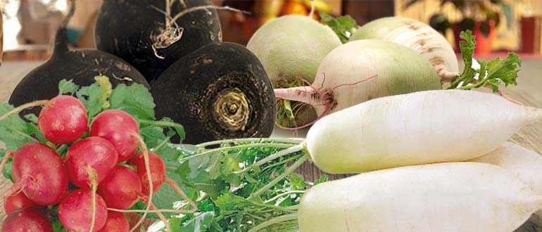редька крестоцветные