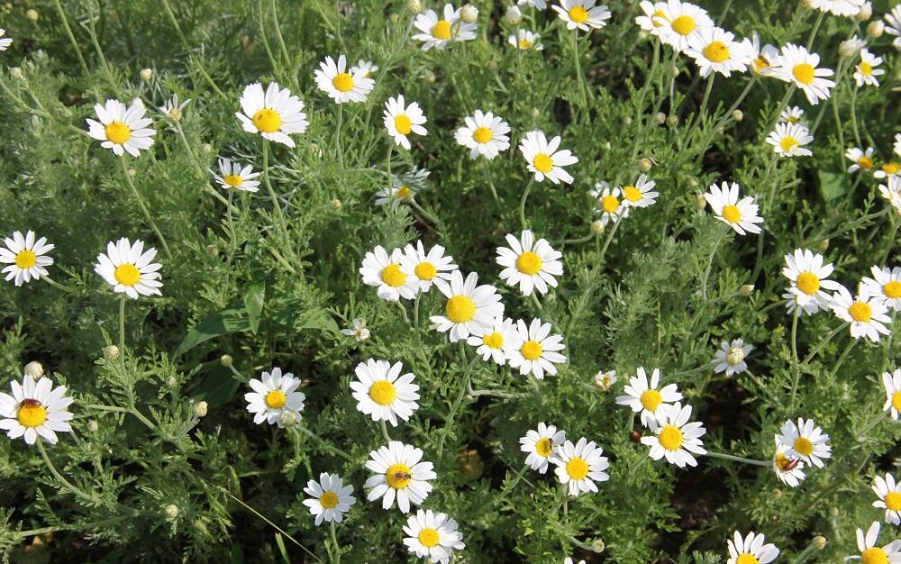 Пупавка благородная Римская ромашка