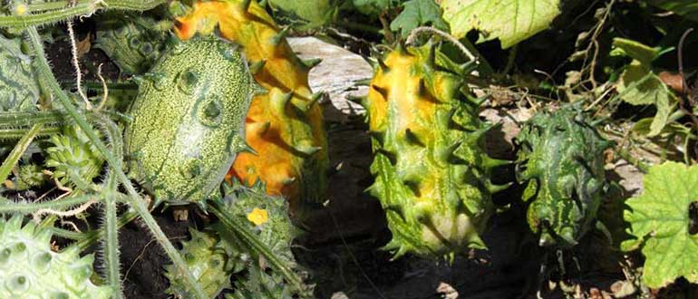 рогатая дыня