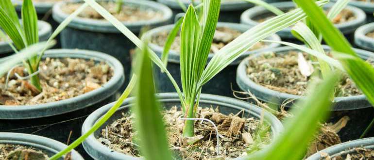 ростки финика