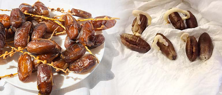 ростки косточек