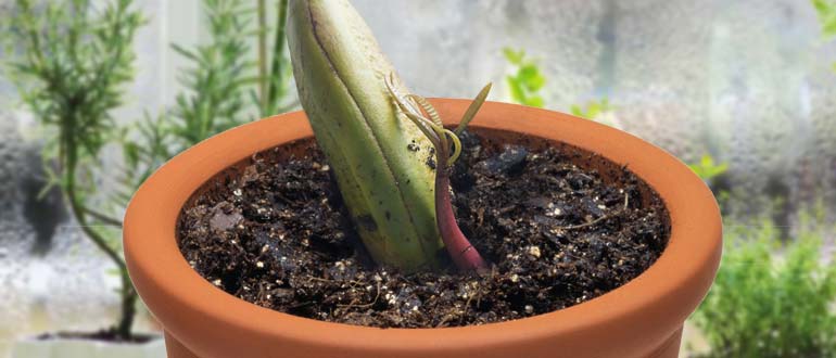 росток манго