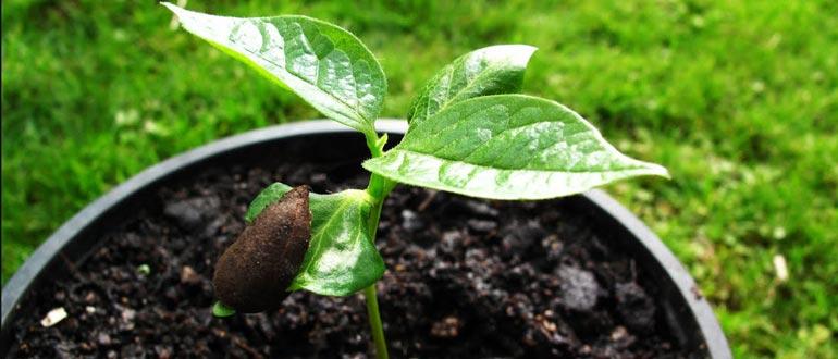 росток с оболочкой