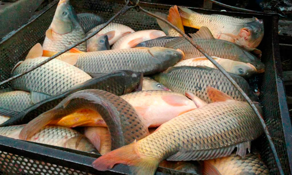 Рыба карп Карп