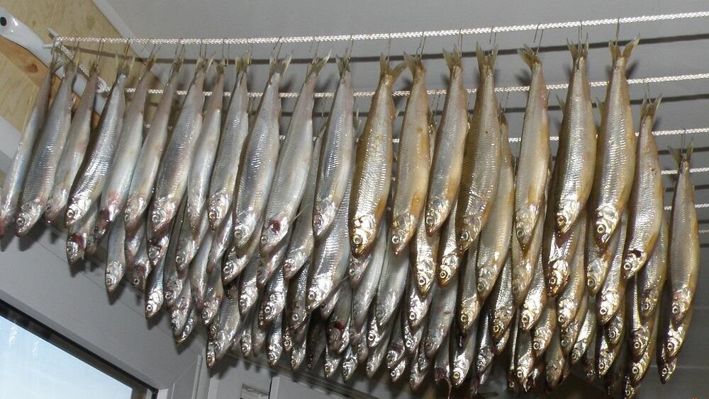 Сушка корюшки на балконе Рыба сушится на балконе