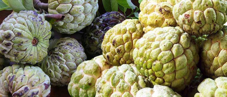 сахарное-яблоко