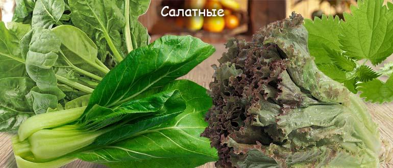 салатные