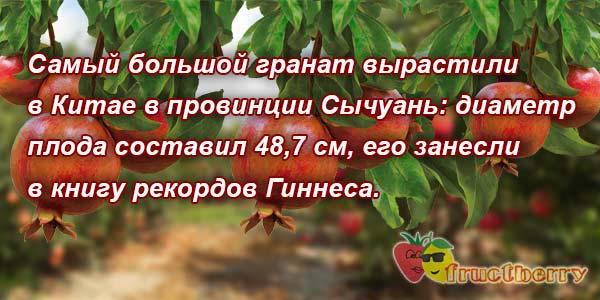 самый полезный гранат