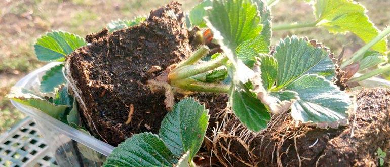 саженцы Клери