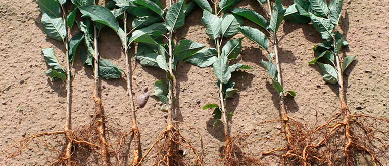 Саженцы черешни