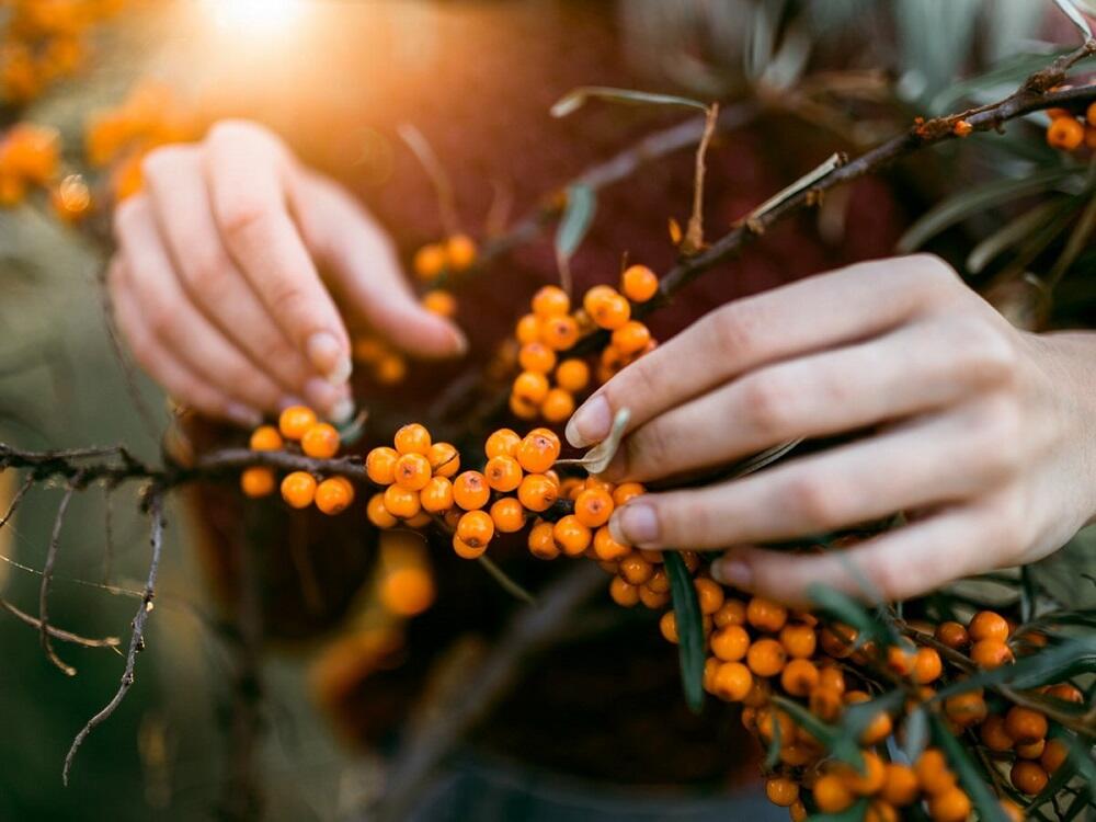 Сбор ягод облепихи Девушка собирает облепиху