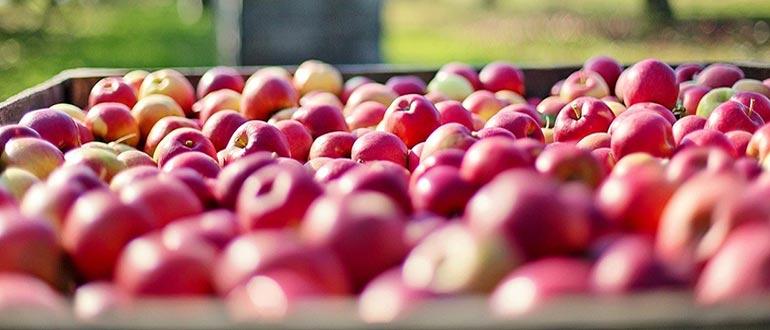 сбор урожая