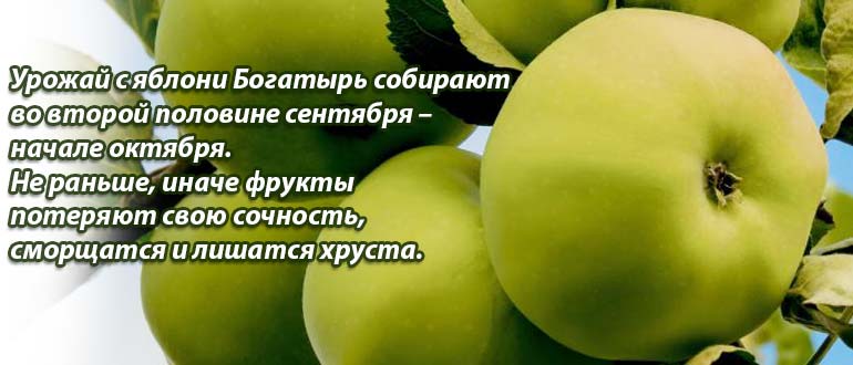 Сбор урожая Богатырь