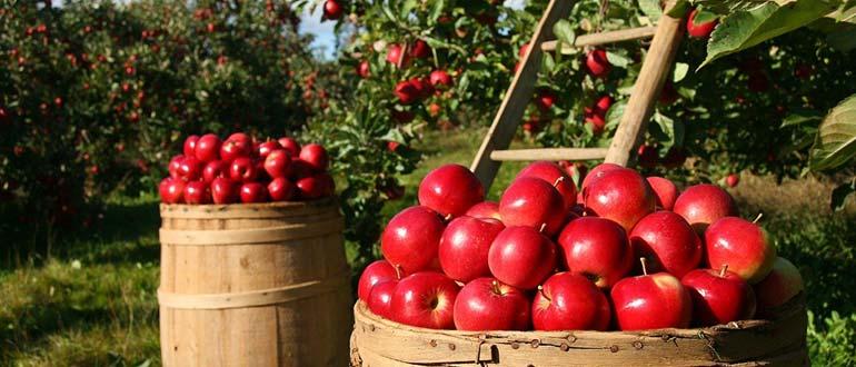 Сбор яблок