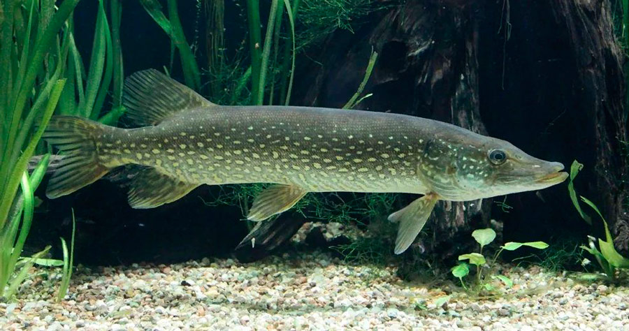 Рыба щука Щука