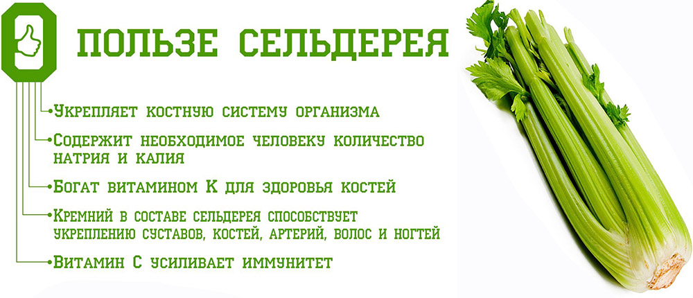Полезные свойства сельдерея Сельдерей и польза
