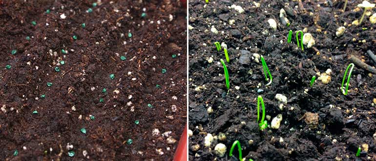 Семена и рассада лука